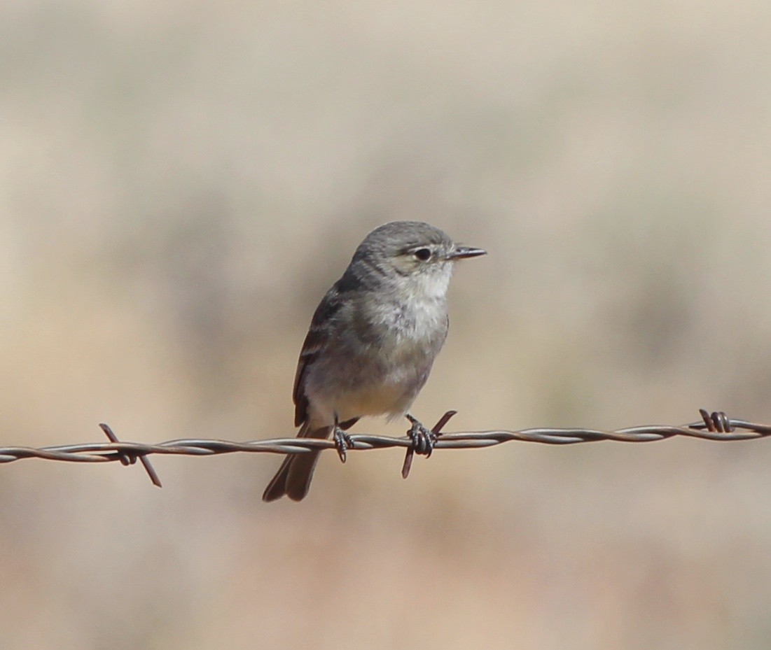 Gray Flycatcher - ML634750587