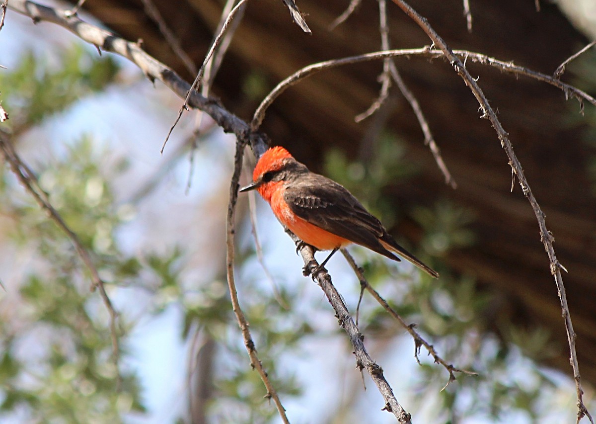 Vermilion Flycatcher - ML634750642