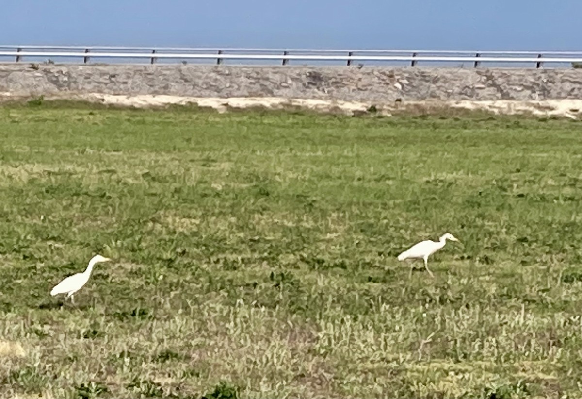 Airone guardabuoi - ML634750708