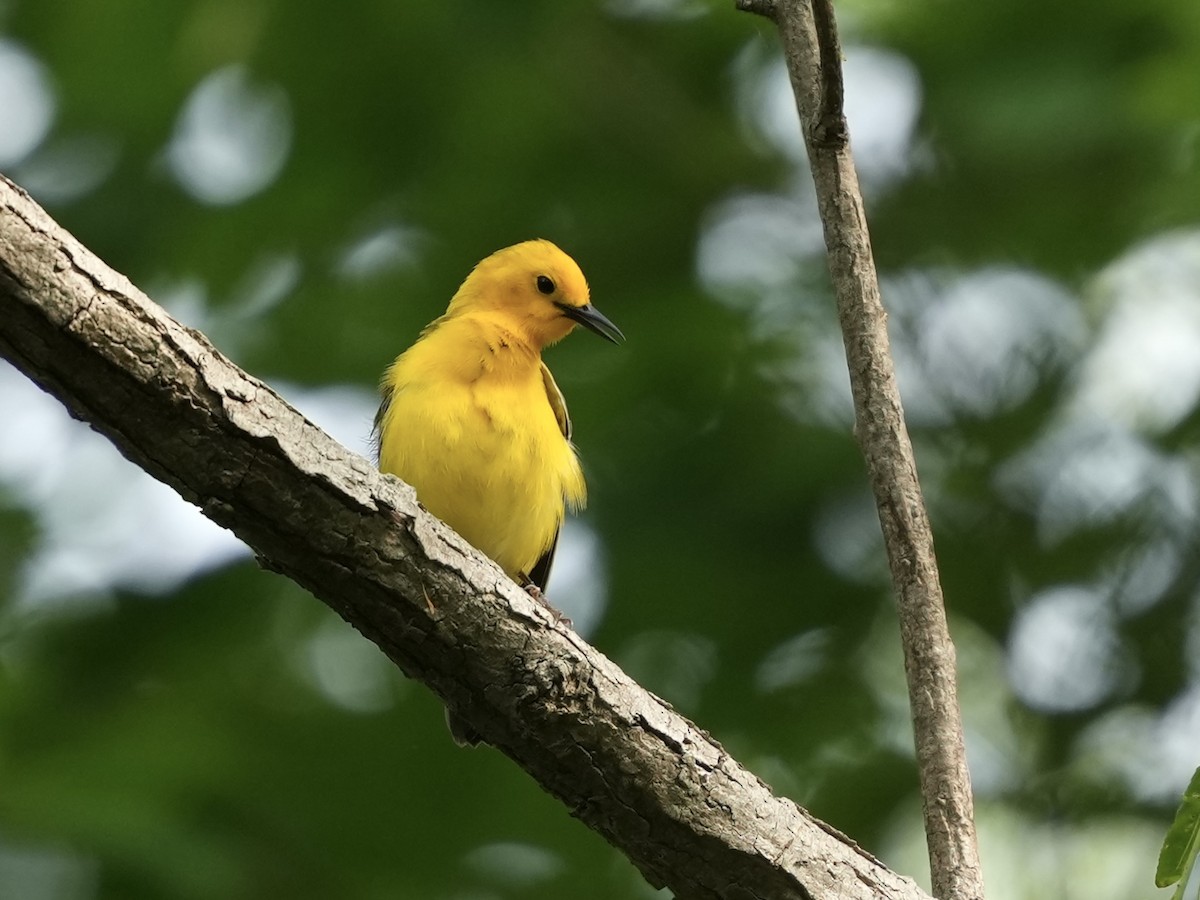 Prothonotary Warbler - ML634750818
