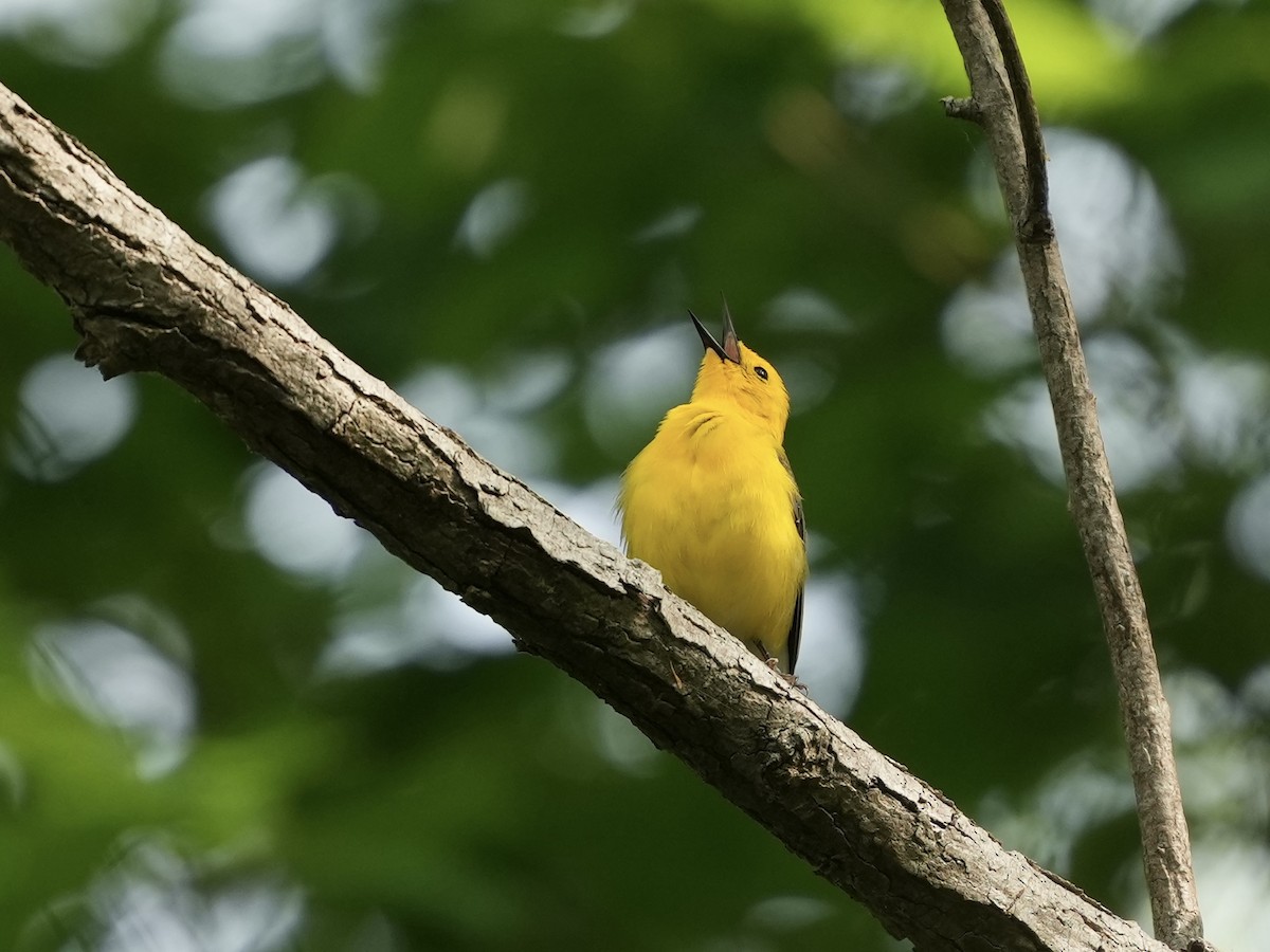 Prothonotary Warbler - ML634750819