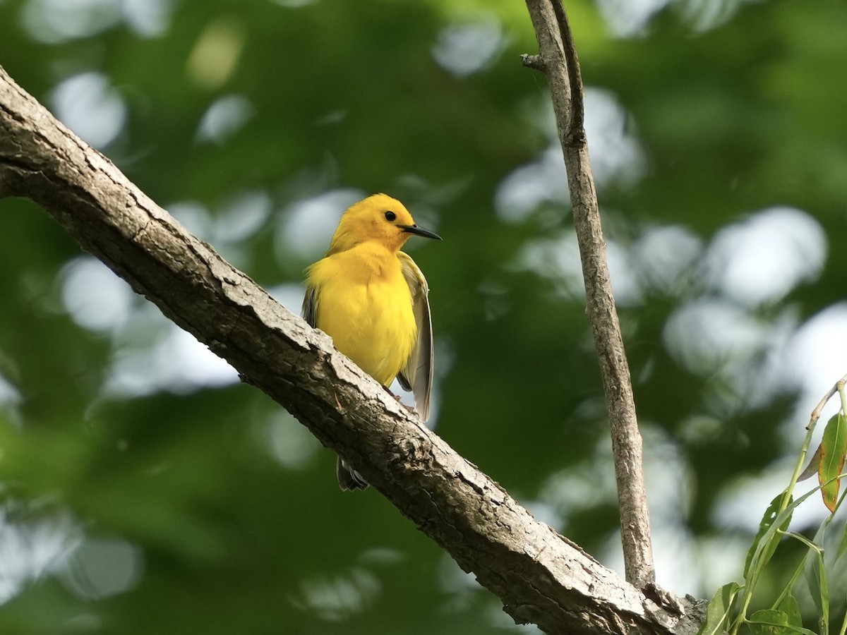 Prothonotary Warbler - ML634750820