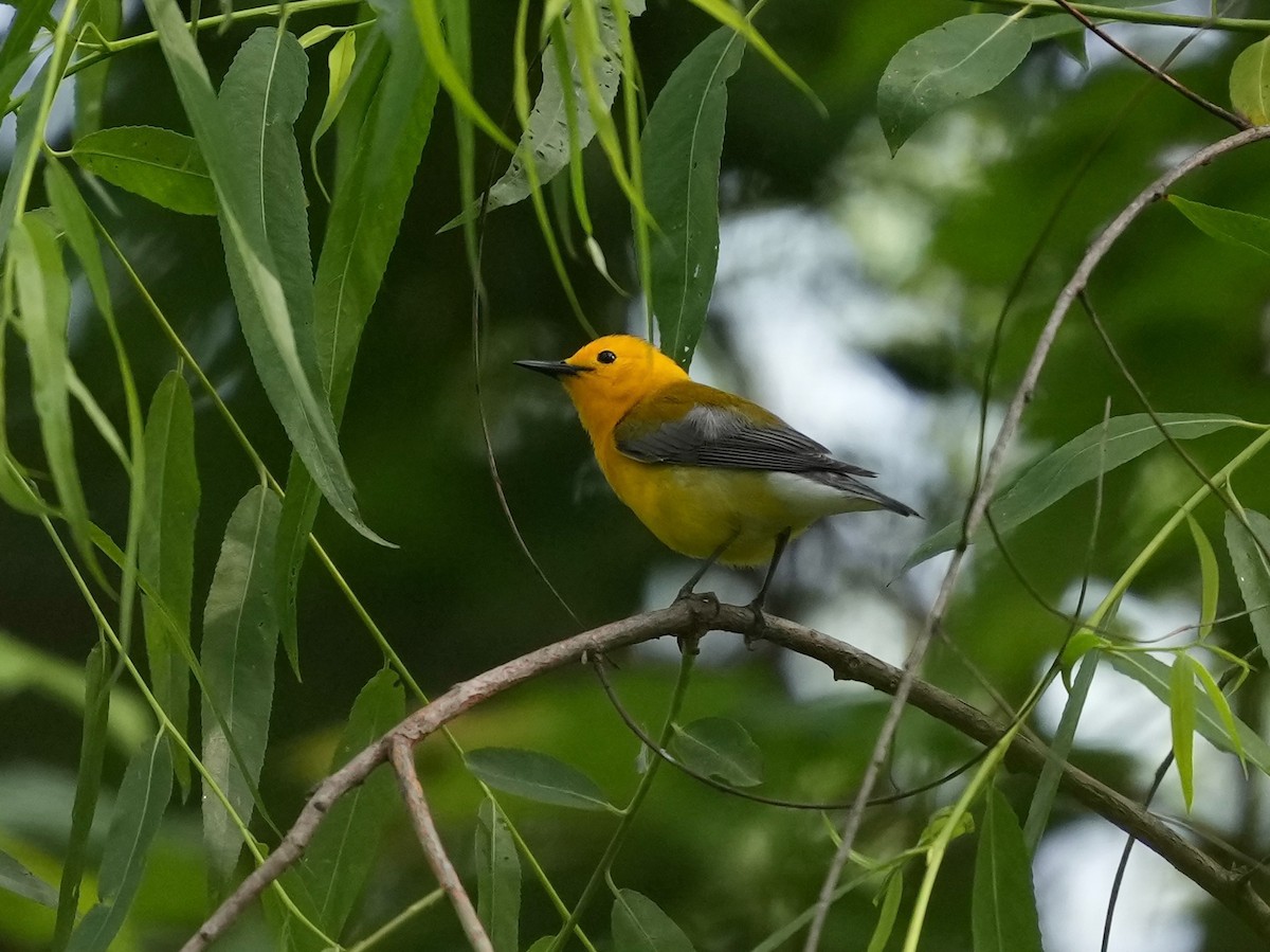 Prothonotary Warbler - ML634750821
