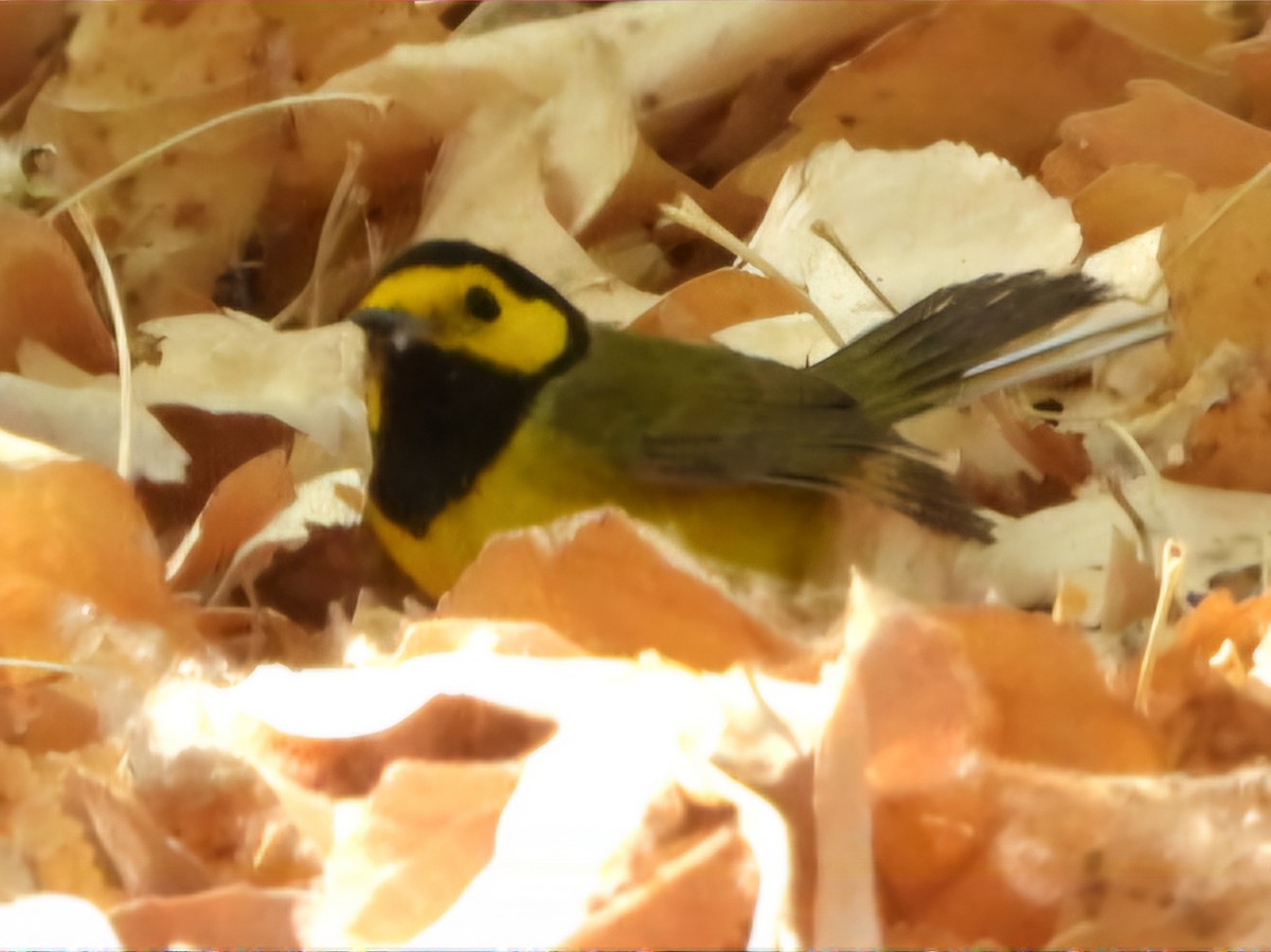 Hooded Warbler - ML634750843