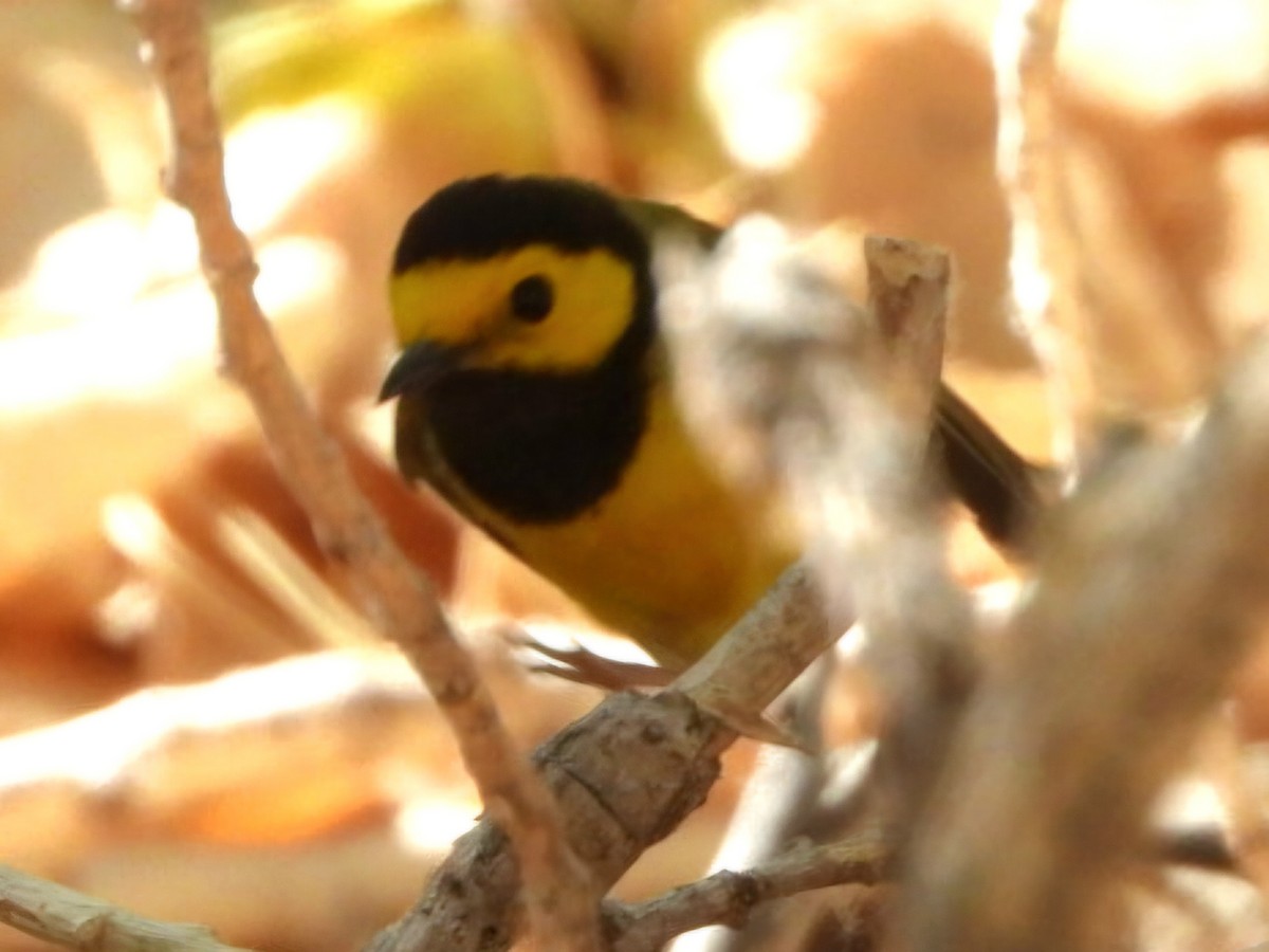 Hooded Warbler - ML634750844