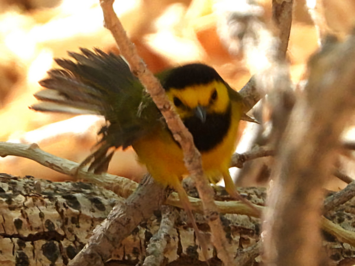 Hooded Warbler - ML634750845