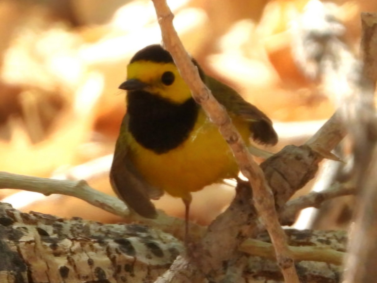 Hooded Warbler - ML634750848