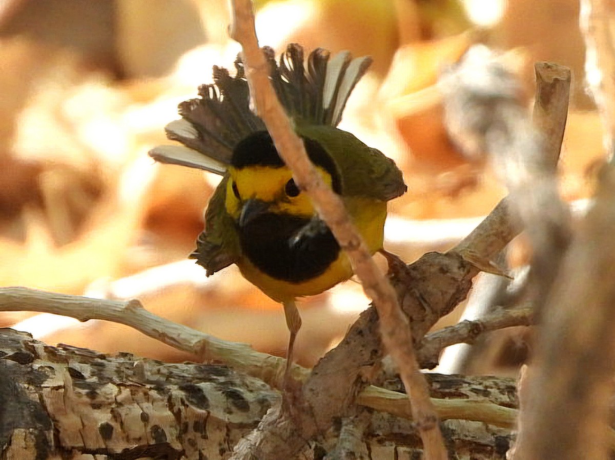 Hooded Warbler - ML634750849