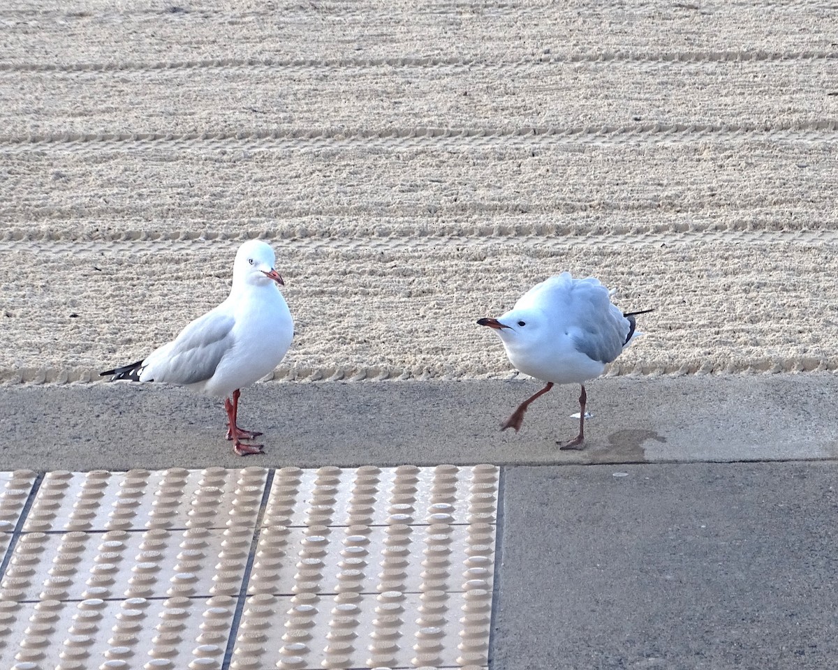 Silver Gull - ML634750895