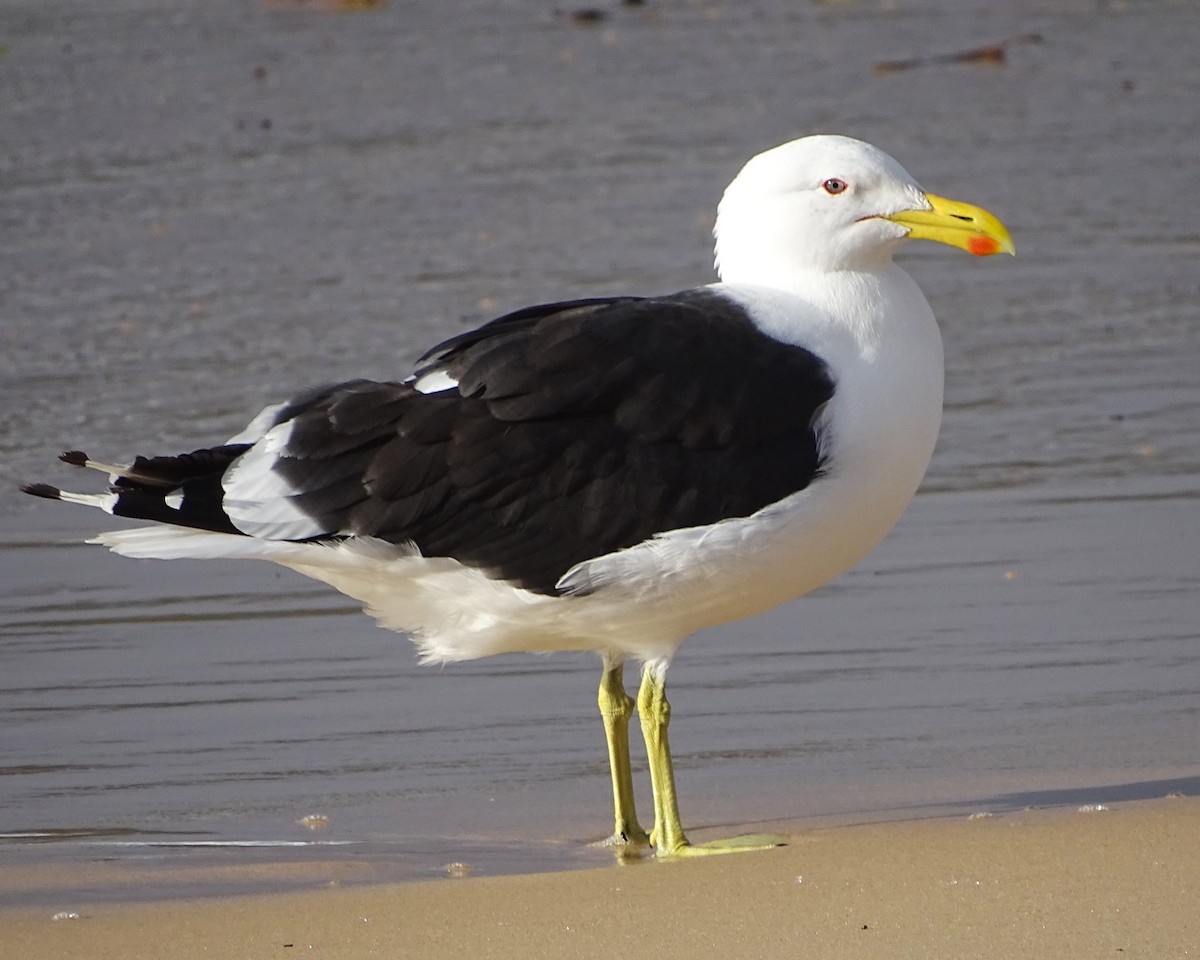 Kelp Gull - ML634750898
