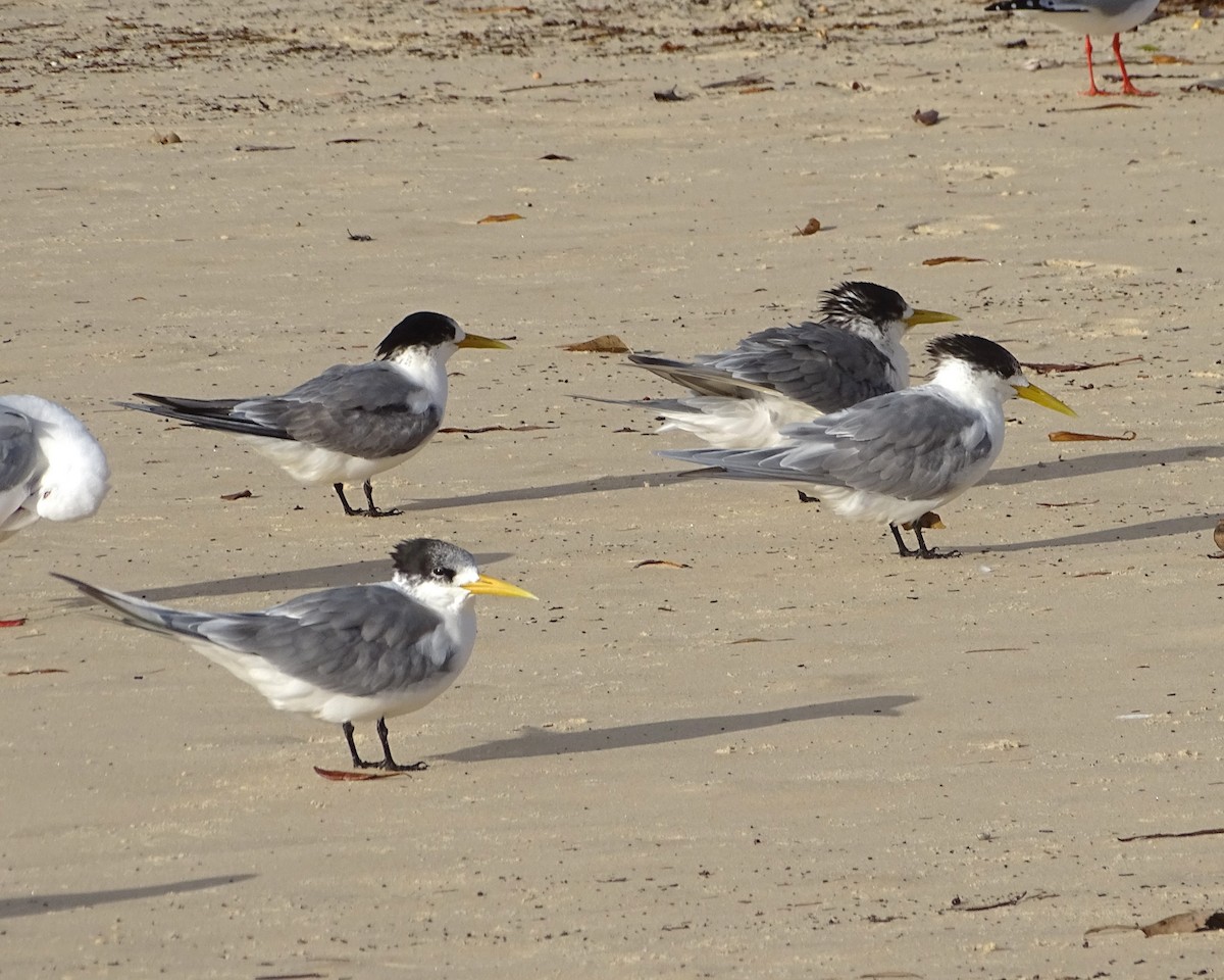 Great Crested Tern - ML634750904