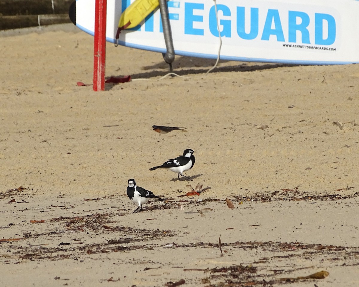 Magpie-lark - ML634750938