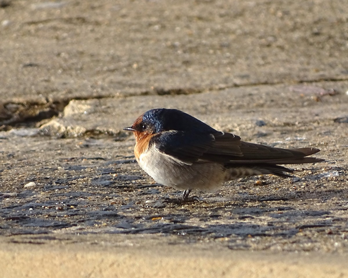 Welcome Swallow - ML634750948