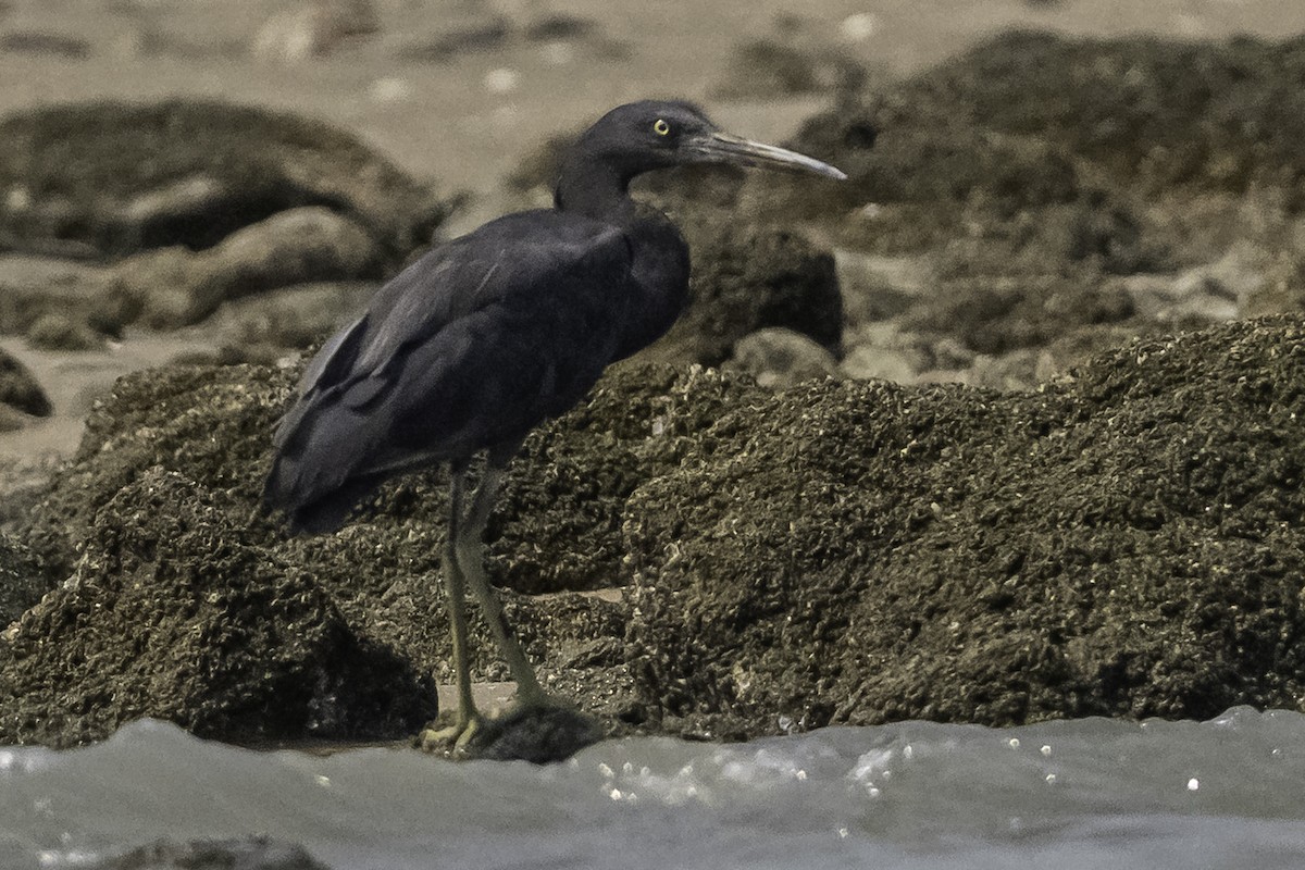 クロサギ - ML634751037