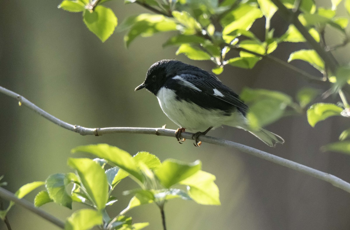 Black-throated Blue Warbler - ML634751060