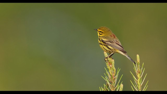 Prairie Warbler - ML634751138