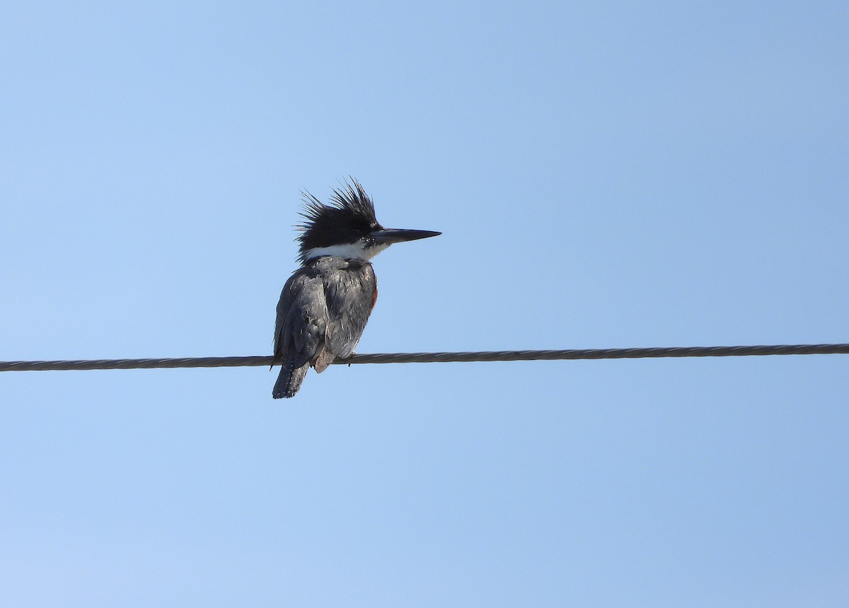 Belted Kingfisher - ML634751167