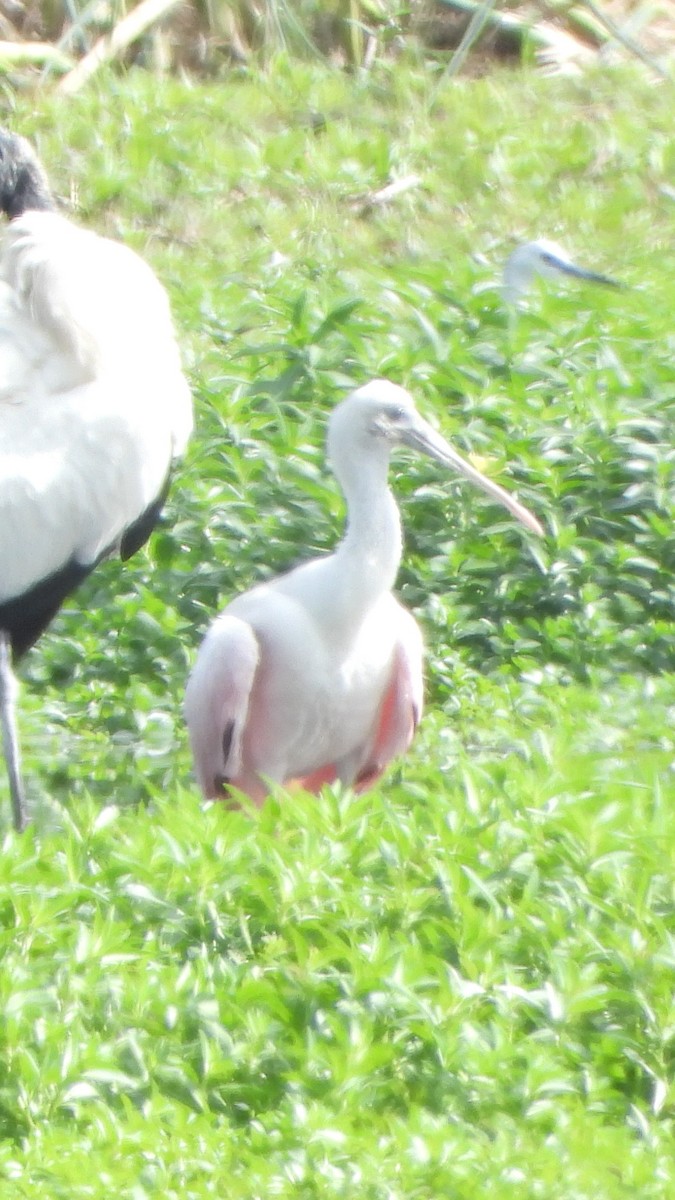 Roseate Spoonbill - ML634751265