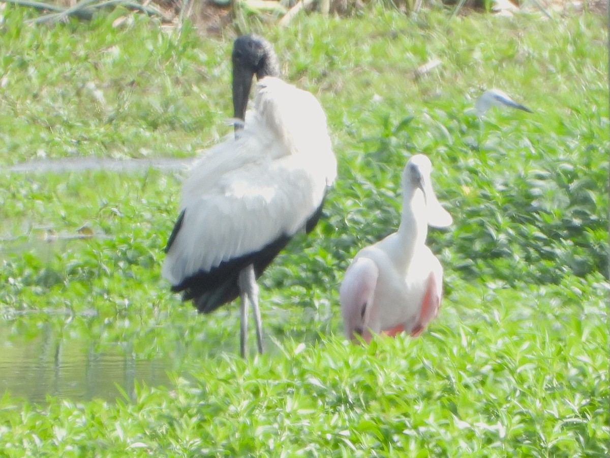 Roseate Spoonbill - ML634751266