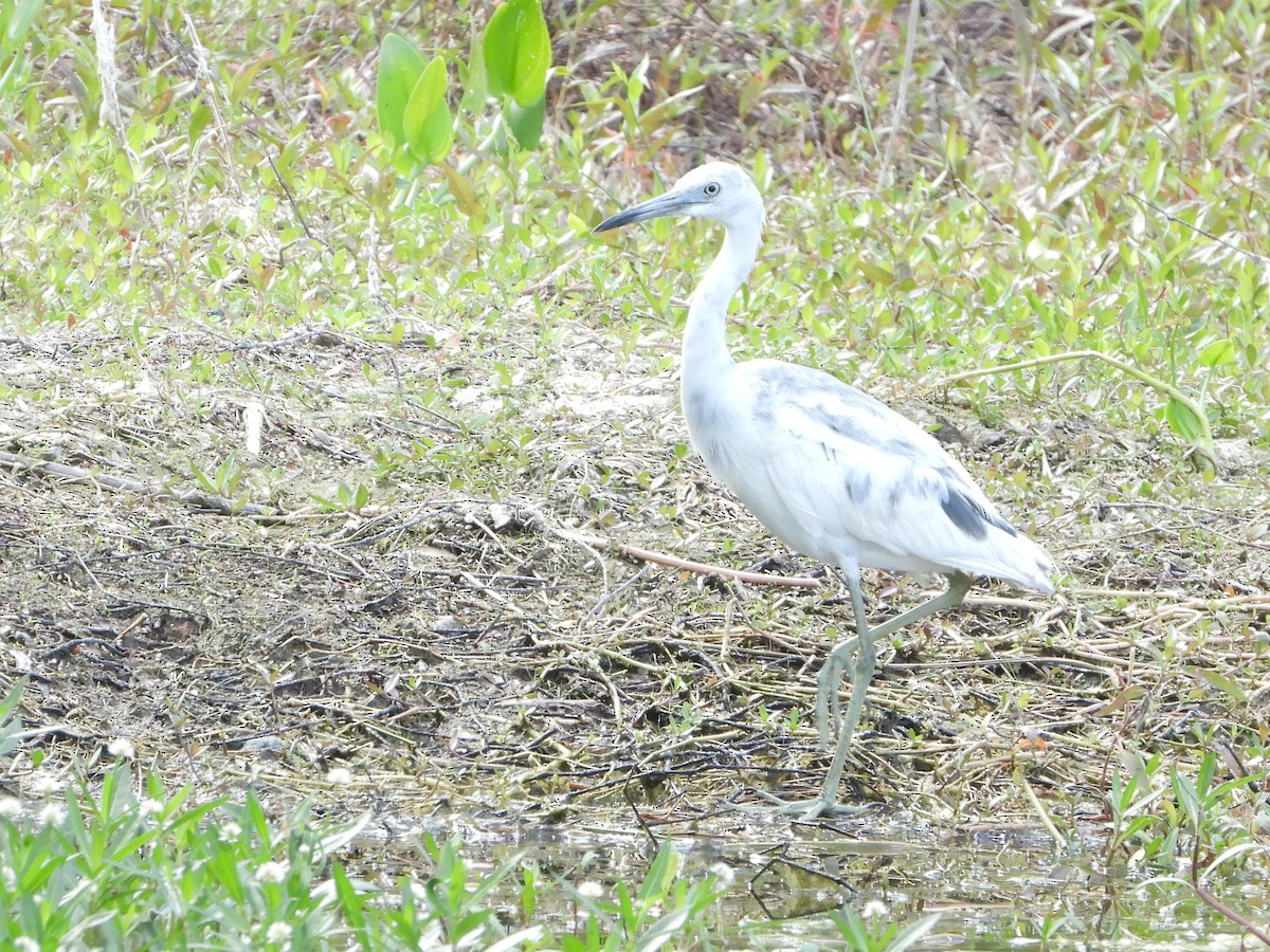 Little Blue Heron - ML634751300