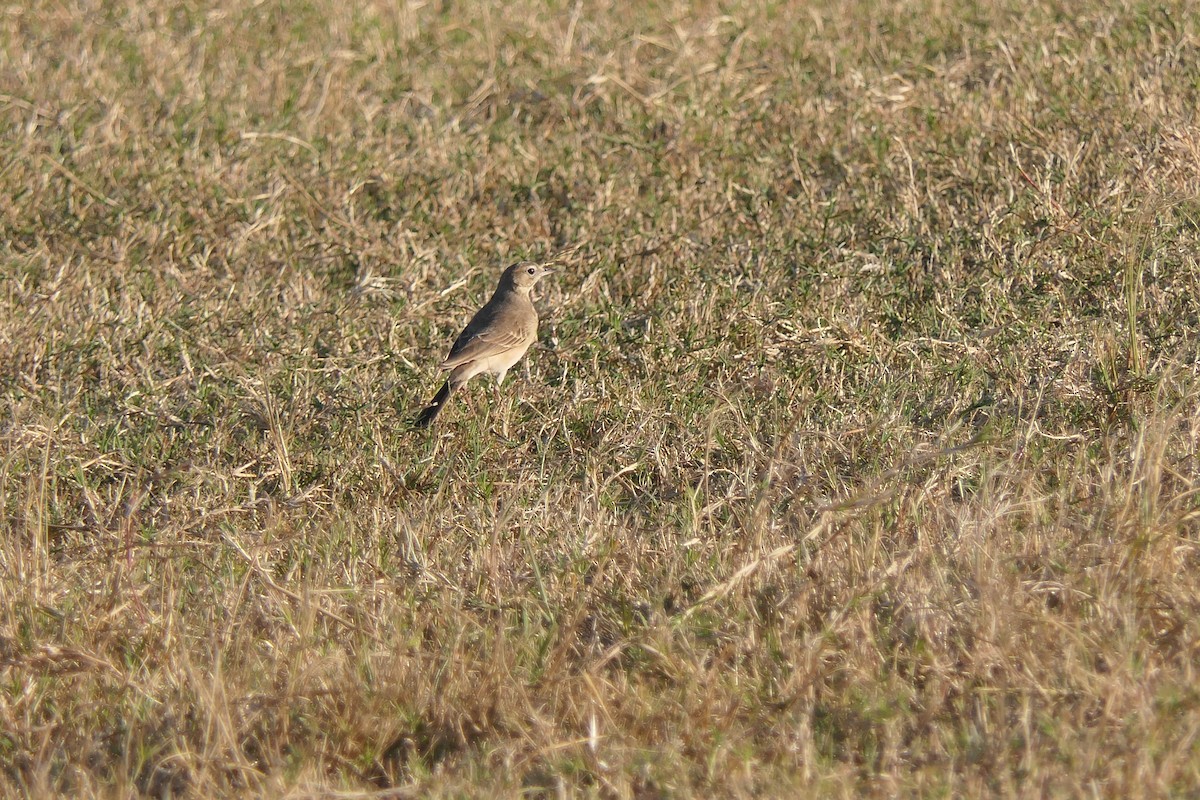 Buffy Pipit - ML634751322