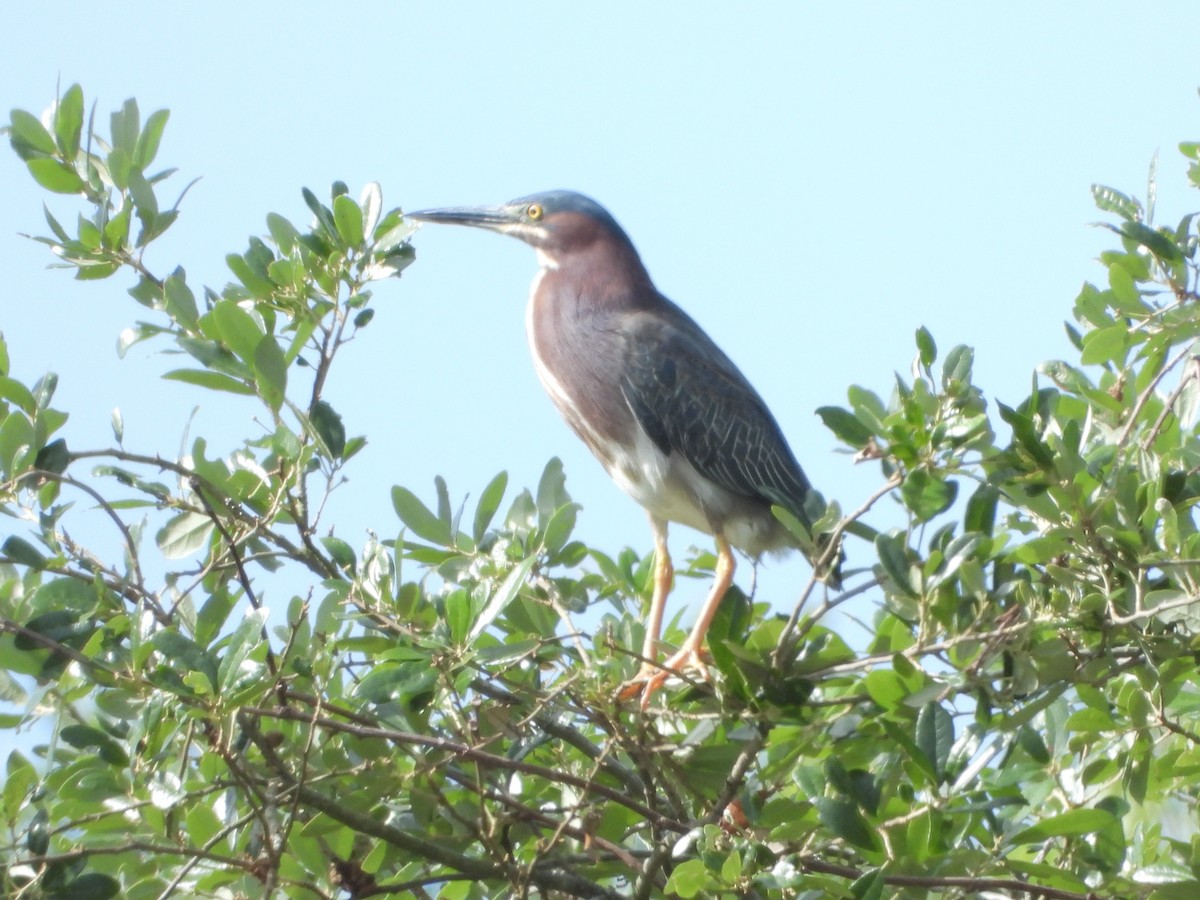 Green Heron - ML634751340