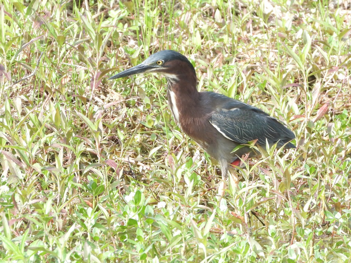 Green Heron - ML634751341