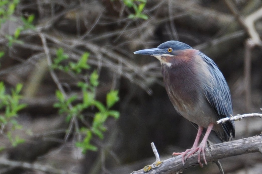 Green Heron - ML634751367