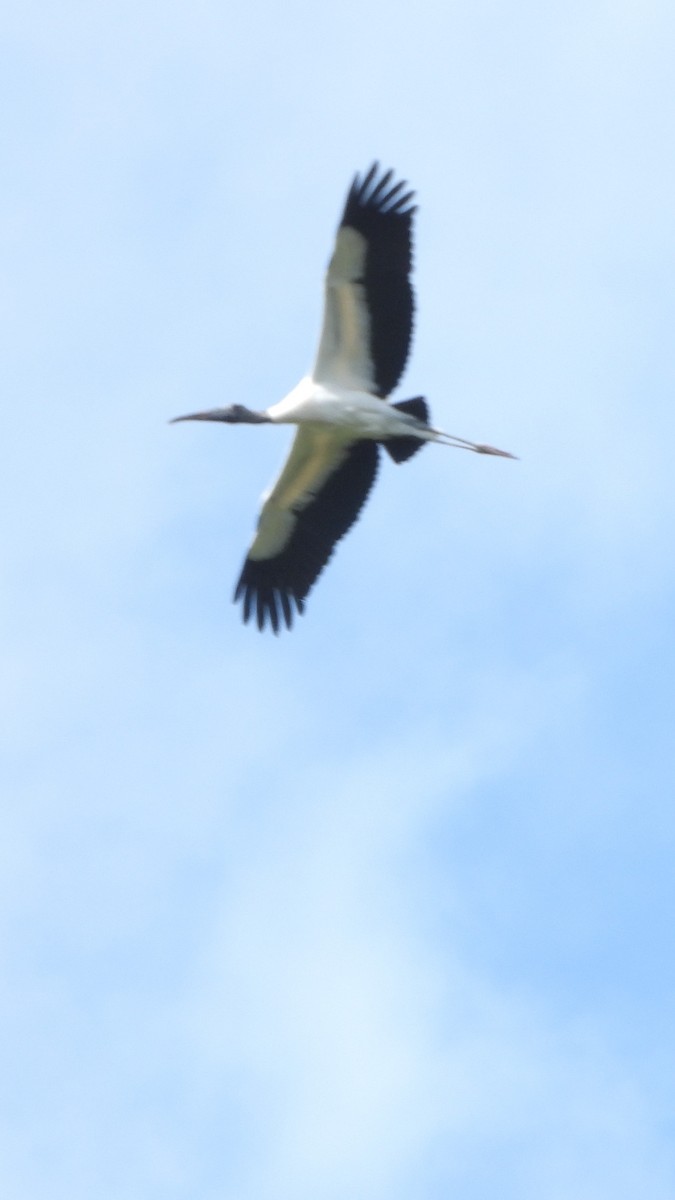 Wood Stork - ML634751376
