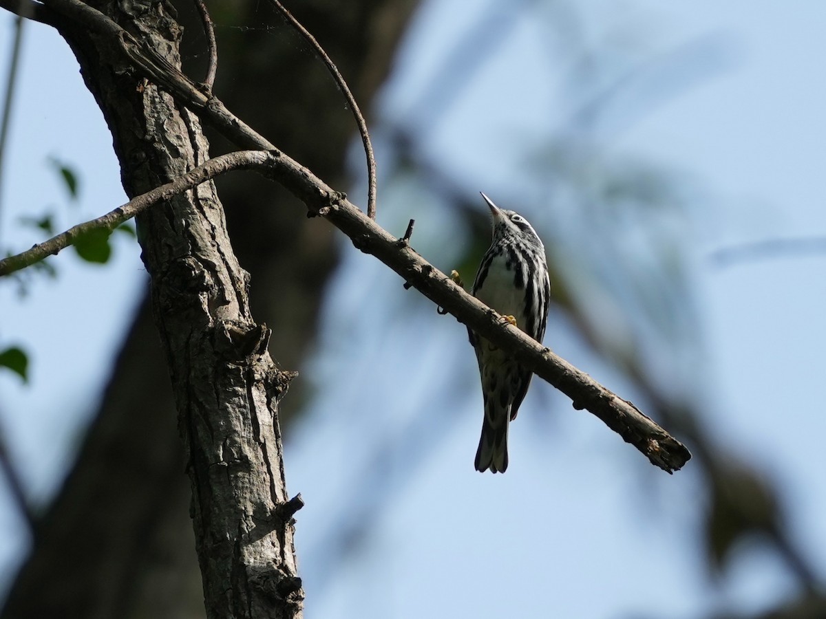 Black-and-white Warbler - ML634751400