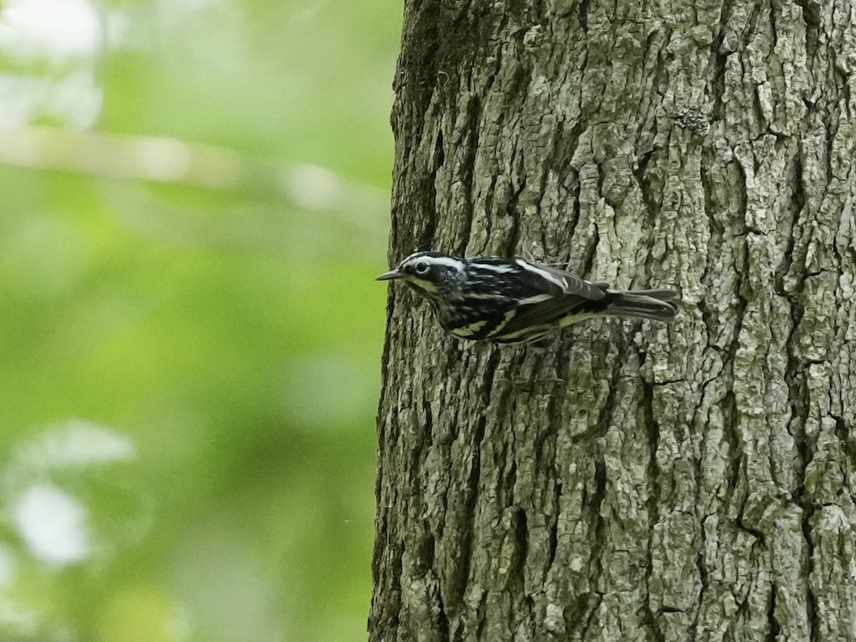 Black-and-white Warbler - ML634751401