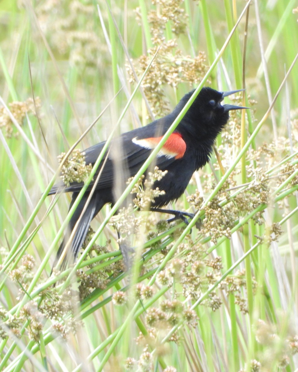 Red-winged Blackbird - ML634751404