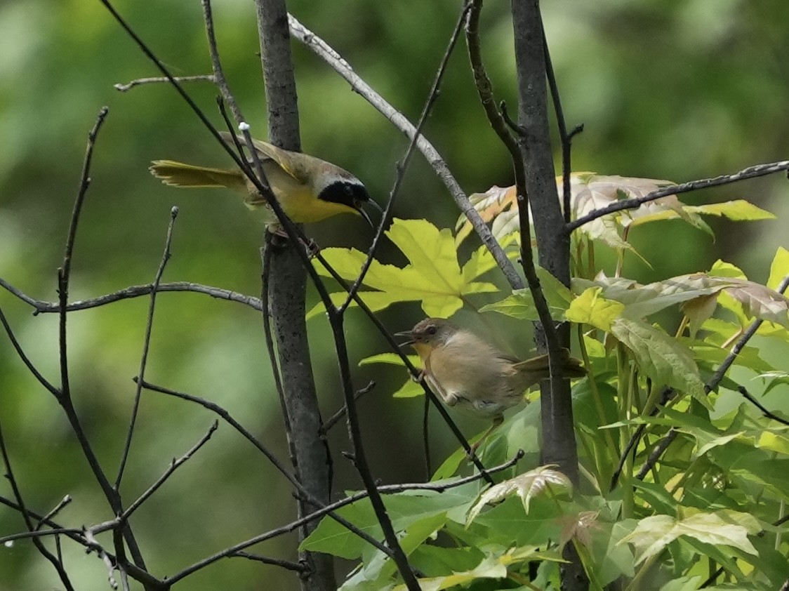 Common Yellowthroat - ML634751436