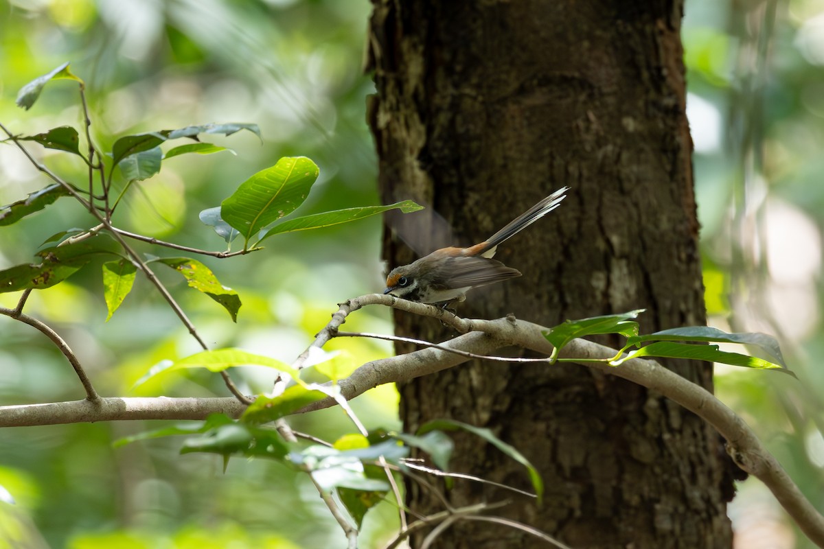 Arafura Fantail - ML634751469