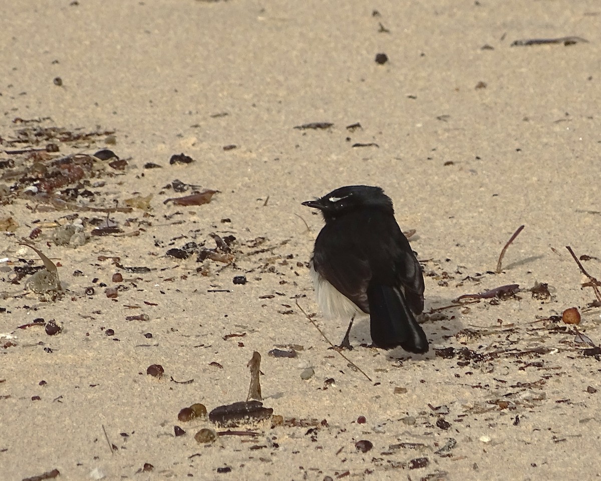 Willie-wagtail - ML634751547