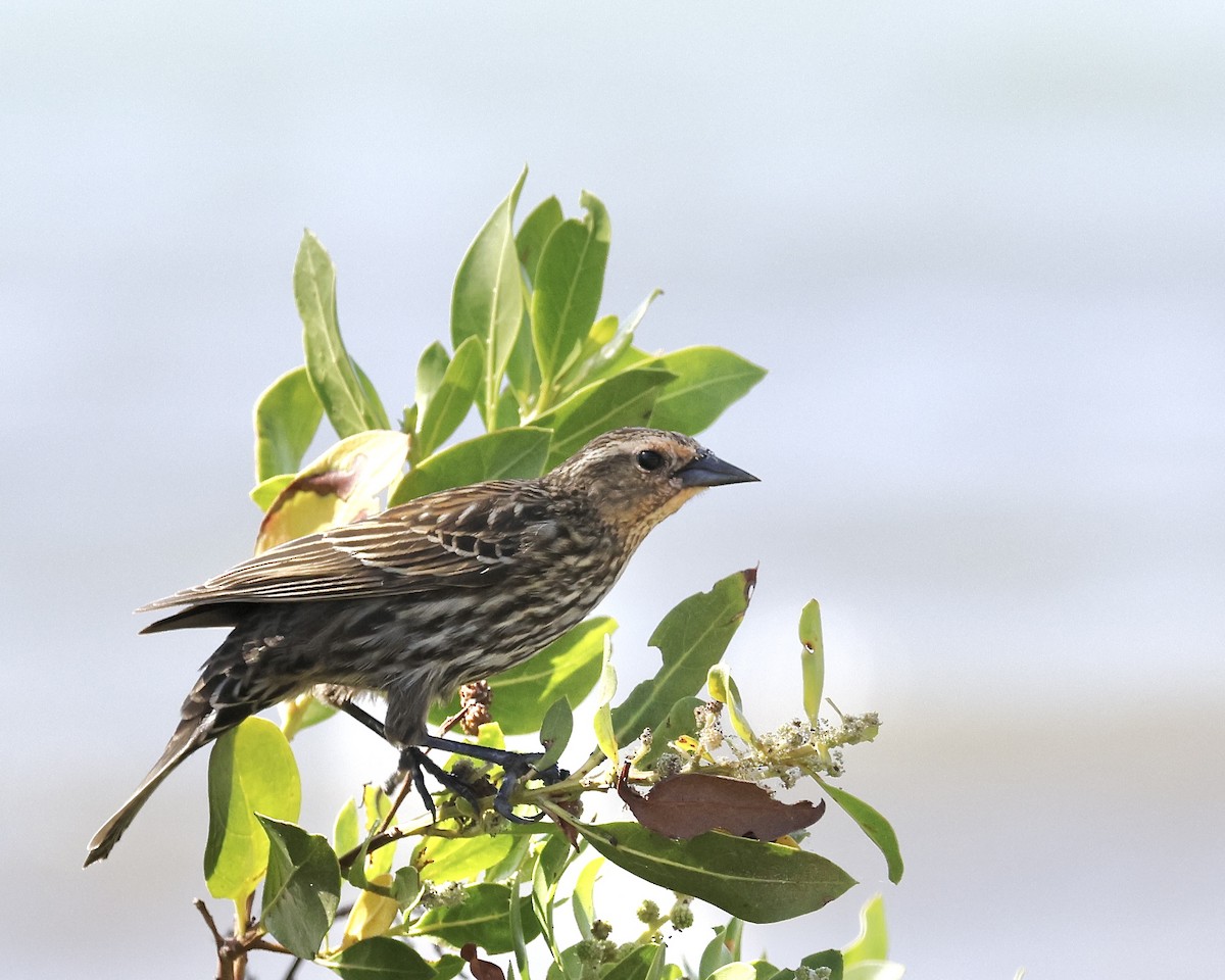 Red-winged Blackbird - ML634751657