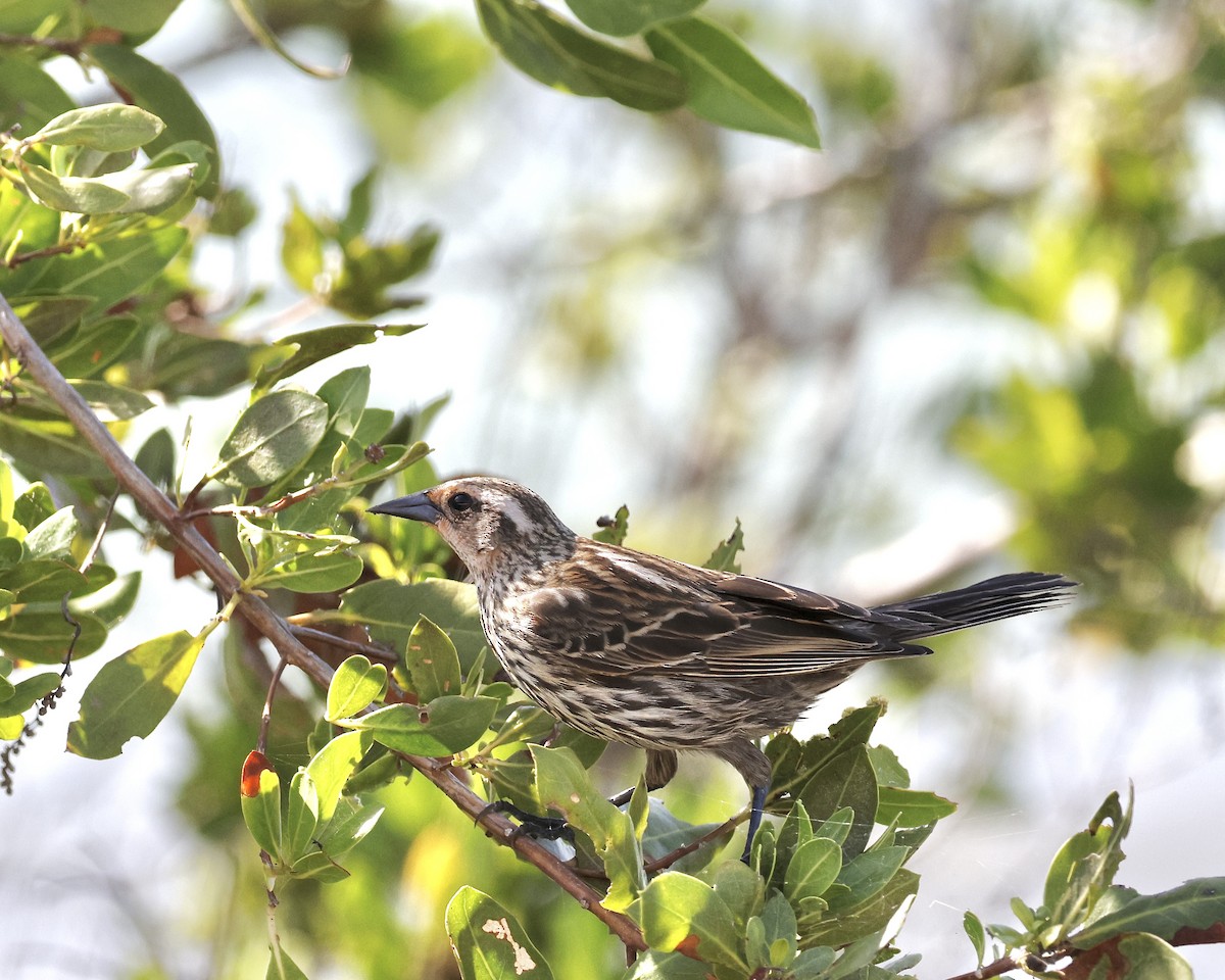 Red-winged Blackbird - ML634751659