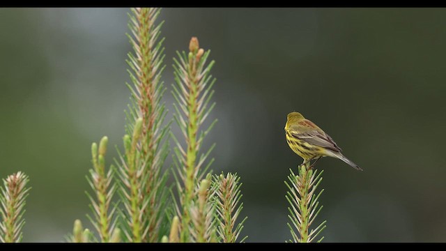 Prairie Warbler - ML634751821