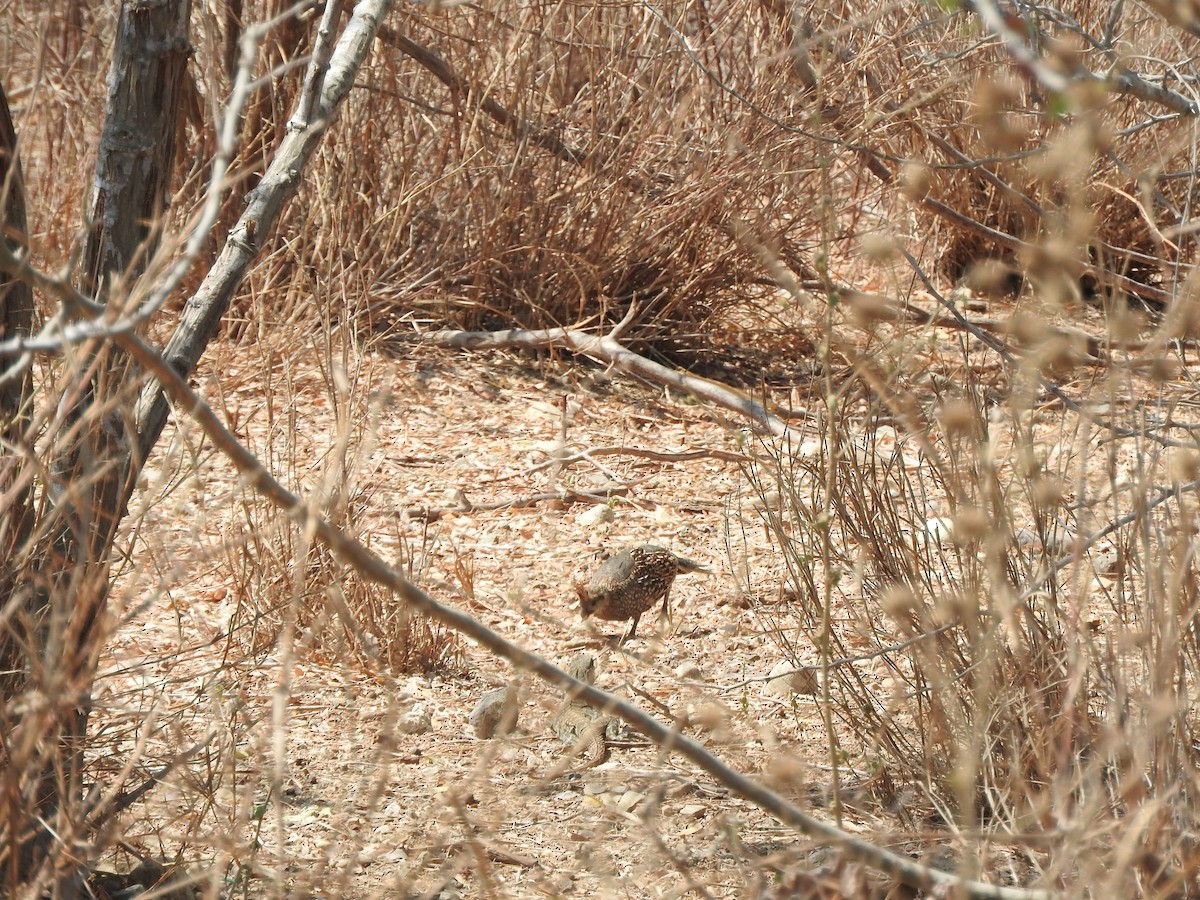 Elegant Quail - ML634751836