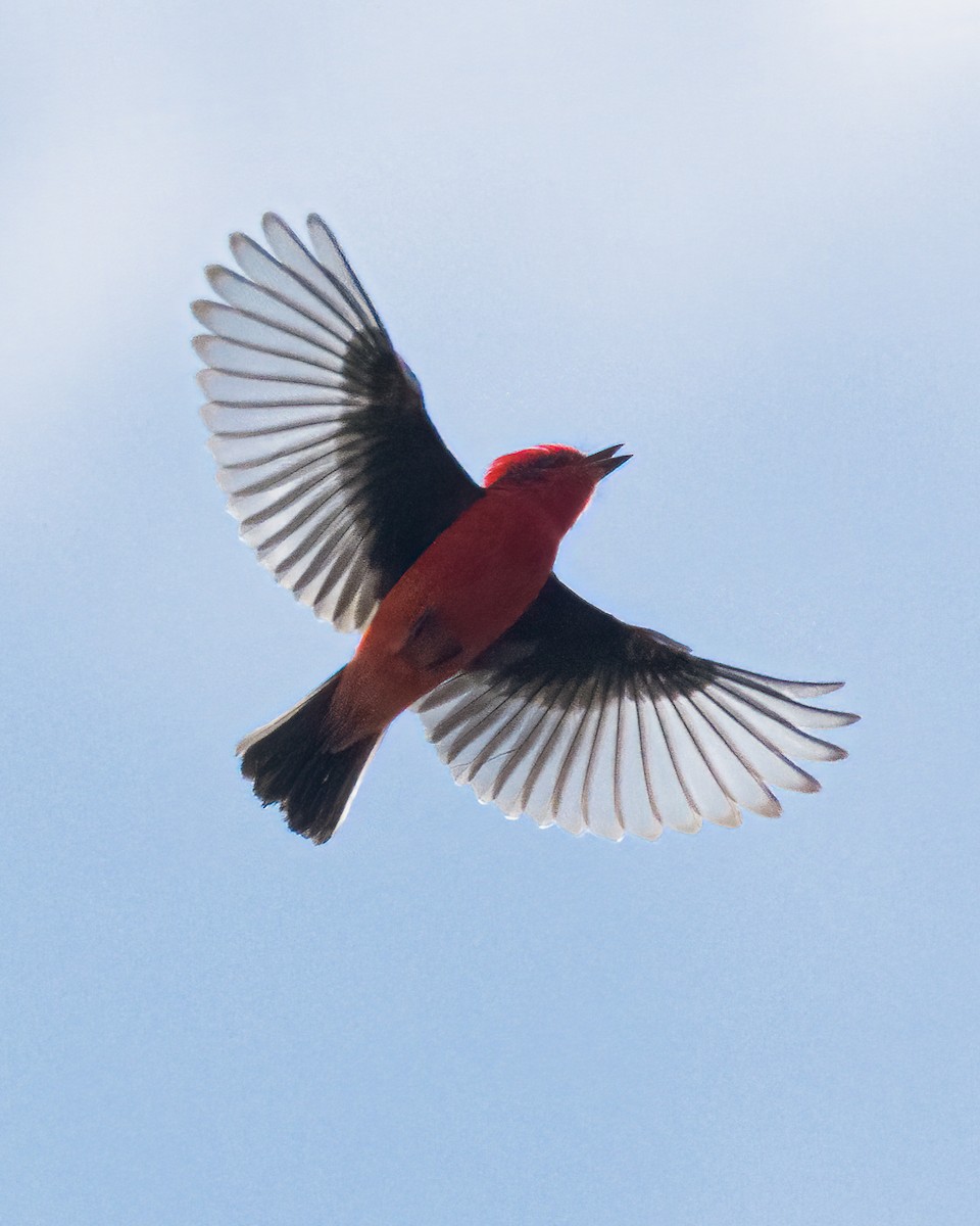 Vermilion Flycatcher - ML634751979