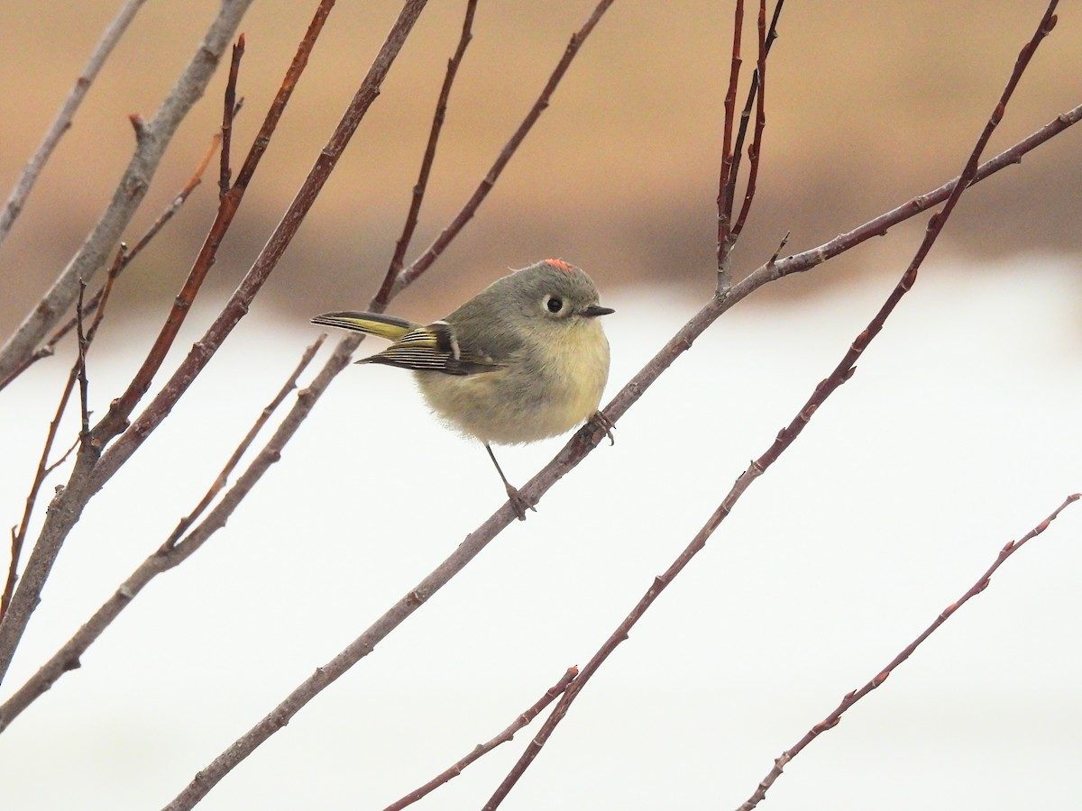 Ruby-crowned Kinglet - ML634751983