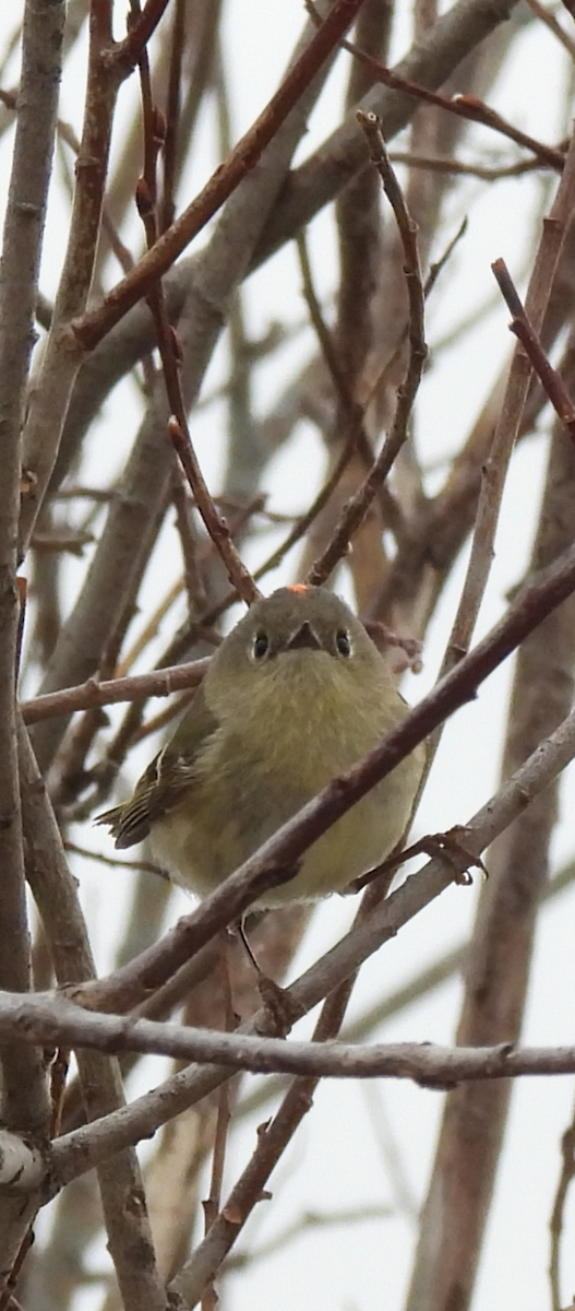 Ruby-crowned Kinglet - ML634751984