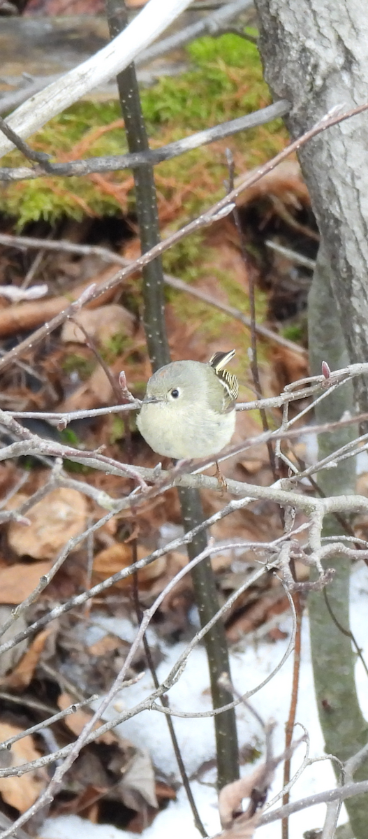 Ruby-crowned Kinglet - ML634751985