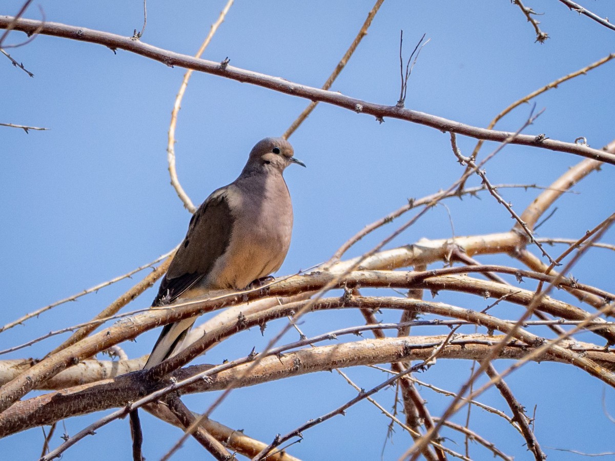 Mourning Dove - ML634752013