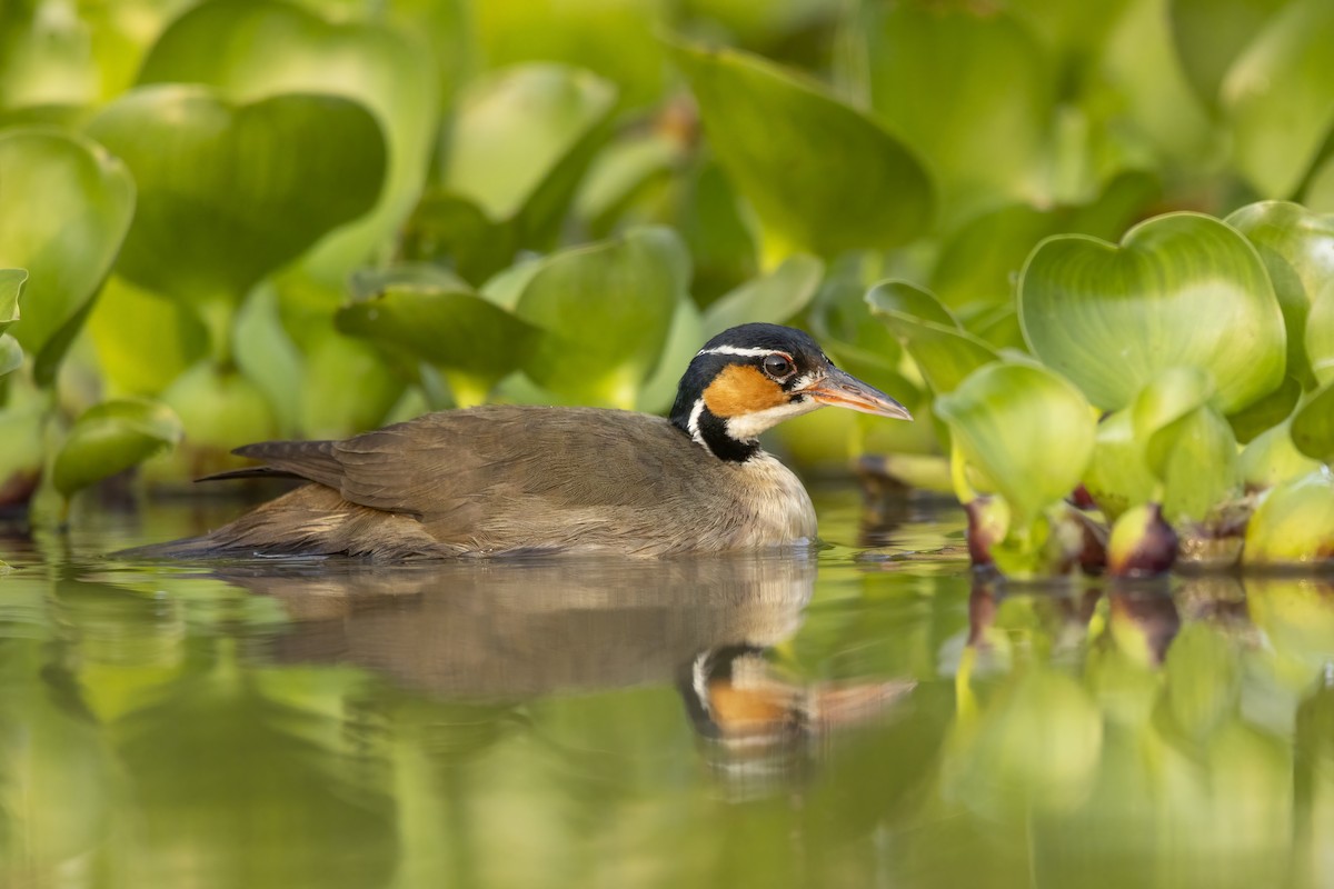 Sungrebe - ML634752032