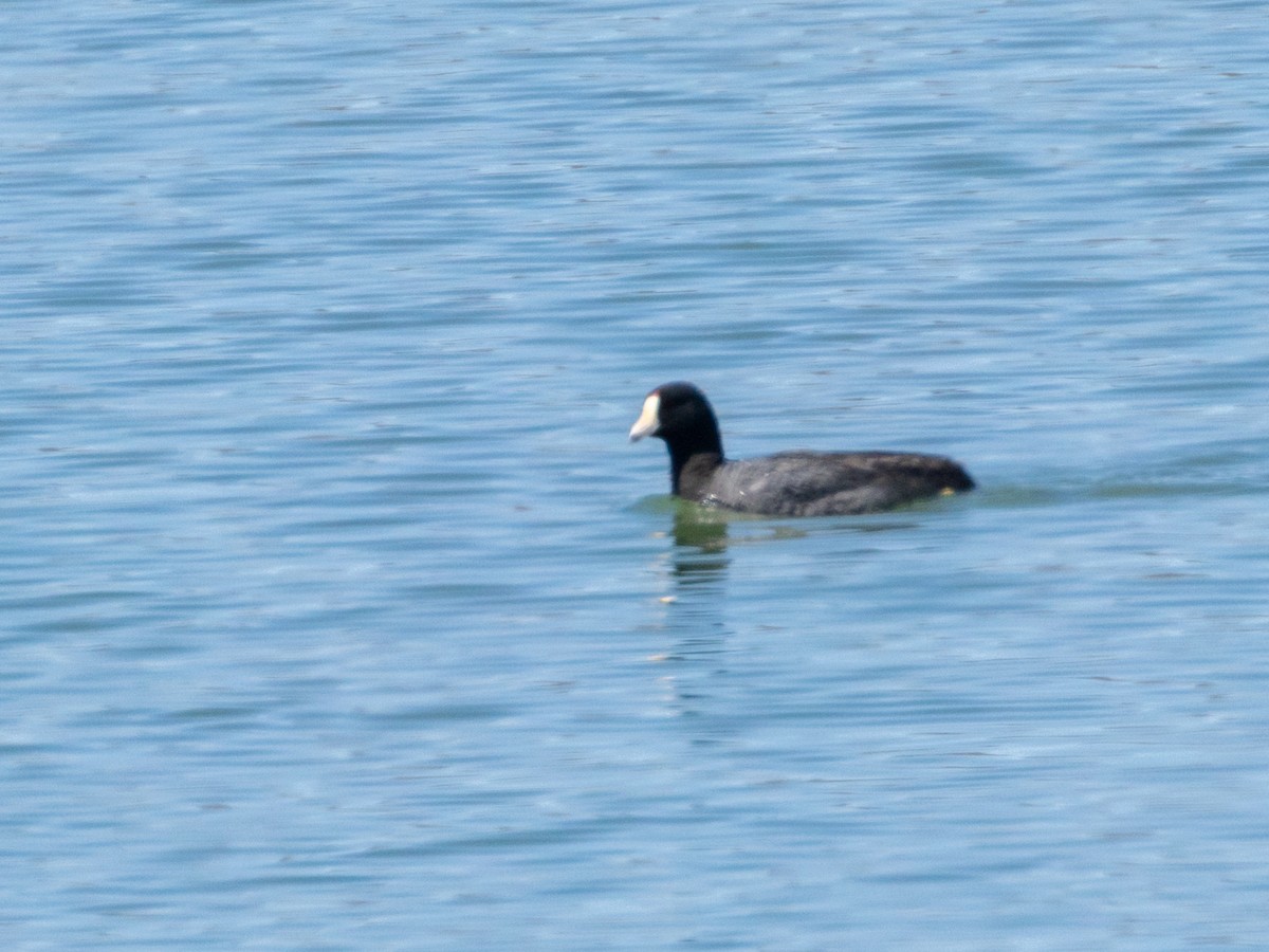 American Coot - ML634752038