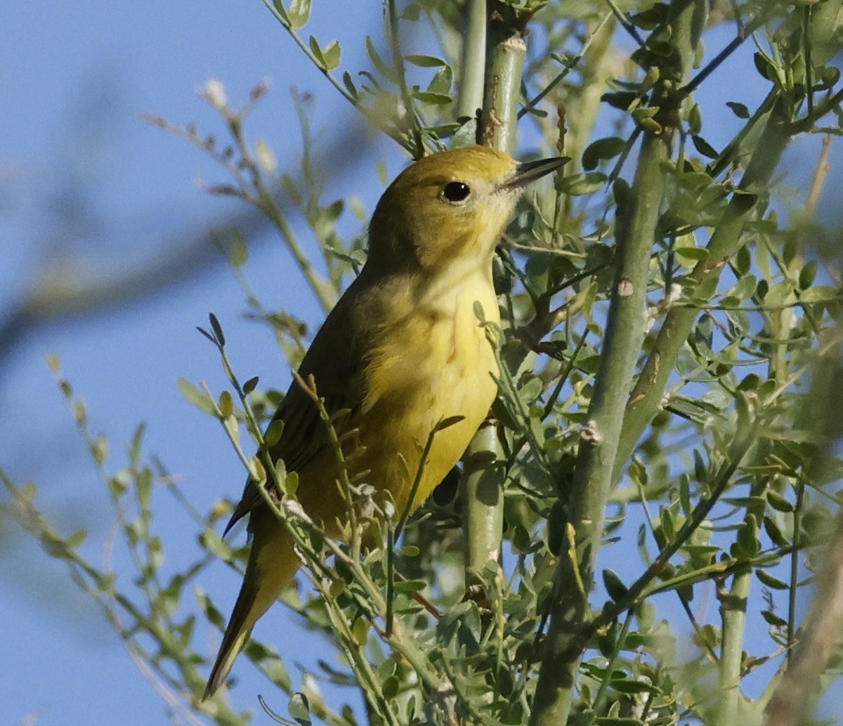 Northern Yellow Warbler - ML634752039