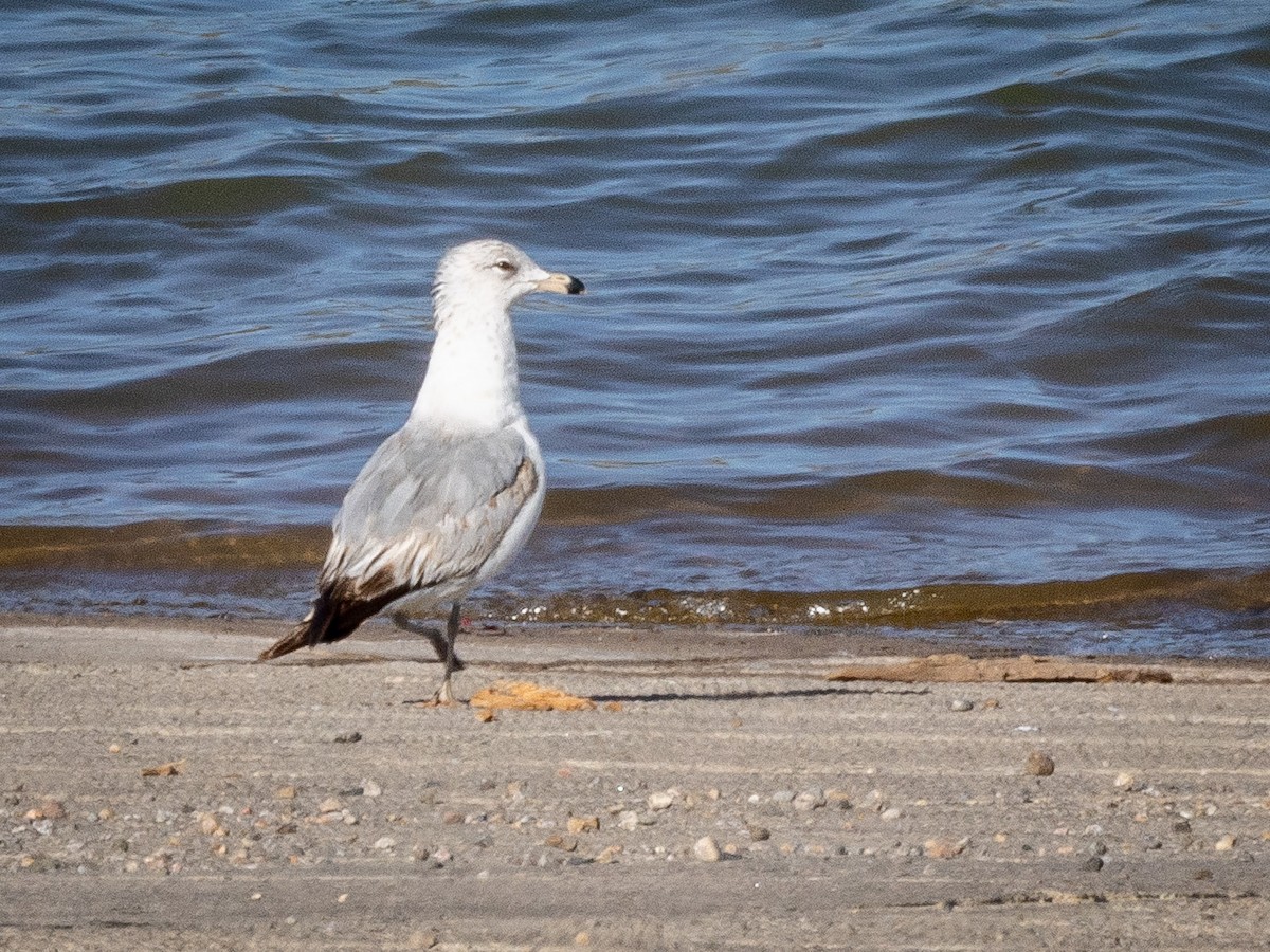 Ring-billed Gull - ML634752079