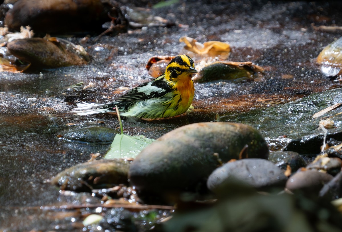 Blackburnian Warbler - ML634752221