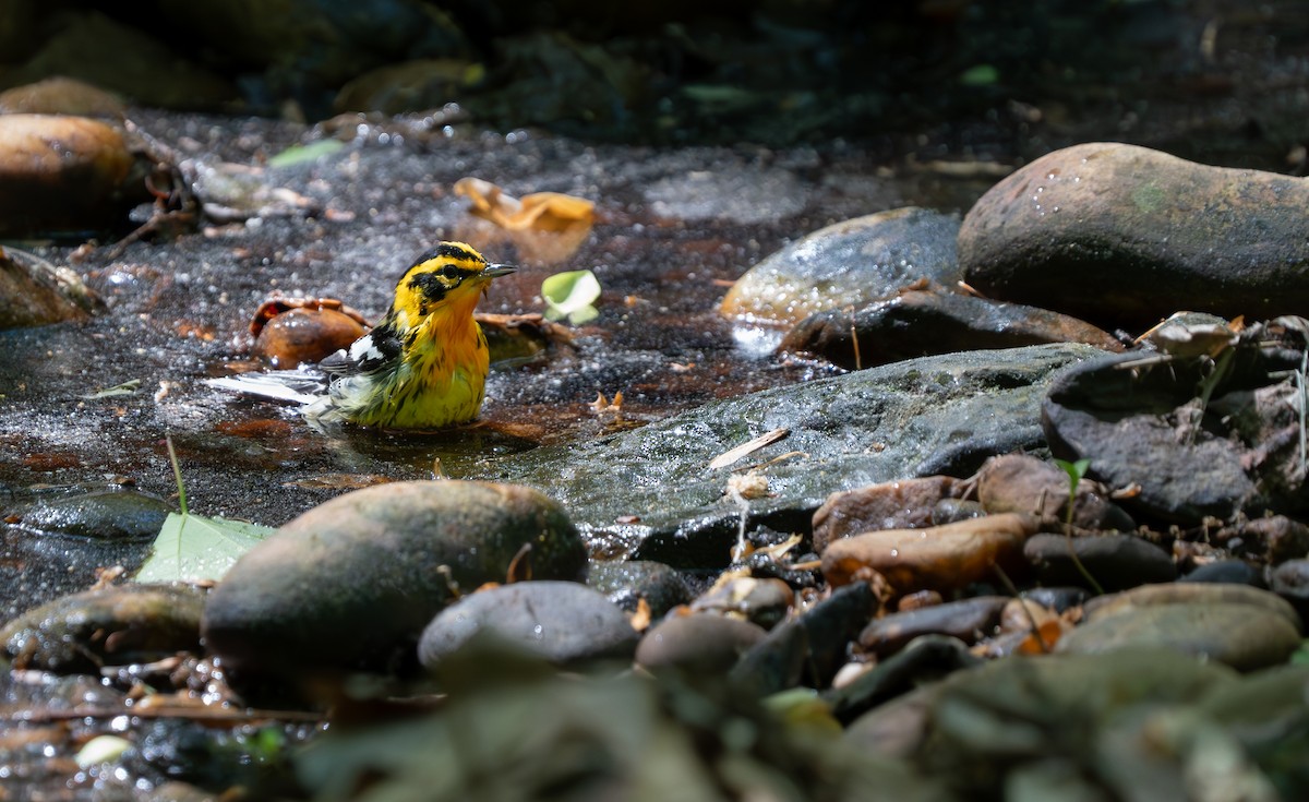 Blackburnian Warbler - ML634752223